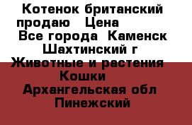 Котенок британский продаю › Цена ­ 3 000 - Все города, Каменск-Шахтинский г. Животные и растения » Кошки   . Архангельская обл.,Пинежский 